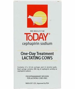 Boehringer Ingelheim 2151001 Today - Tube 12 SyringeBox